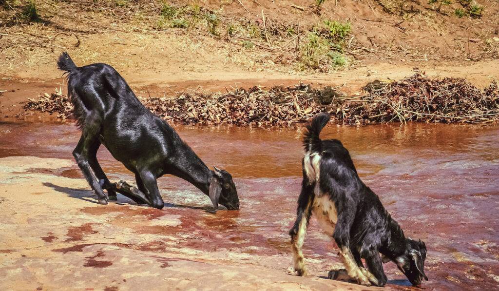 two black goats drinking water on a pond
