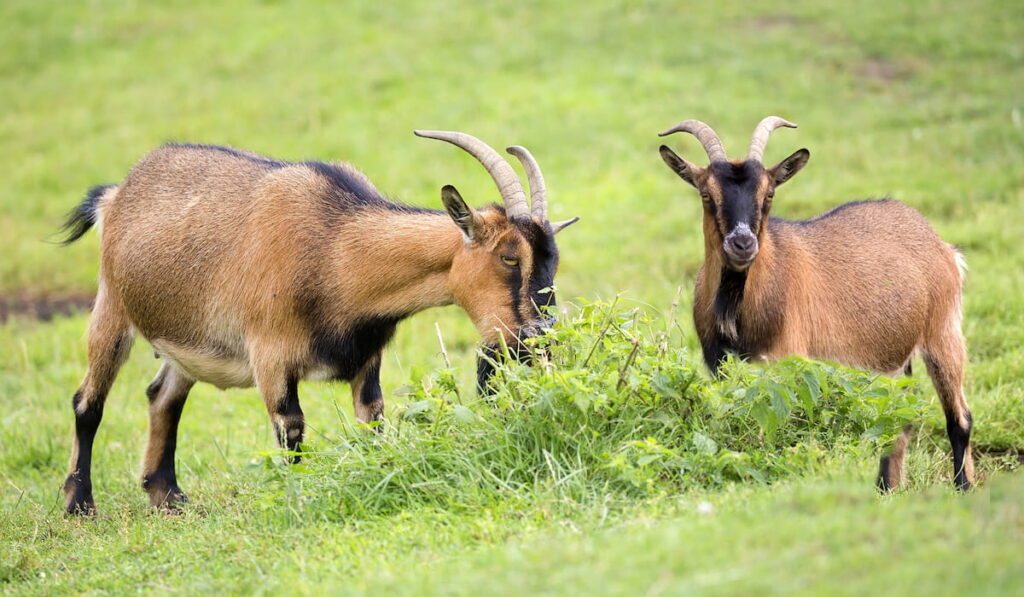two brown goats feeding on grass