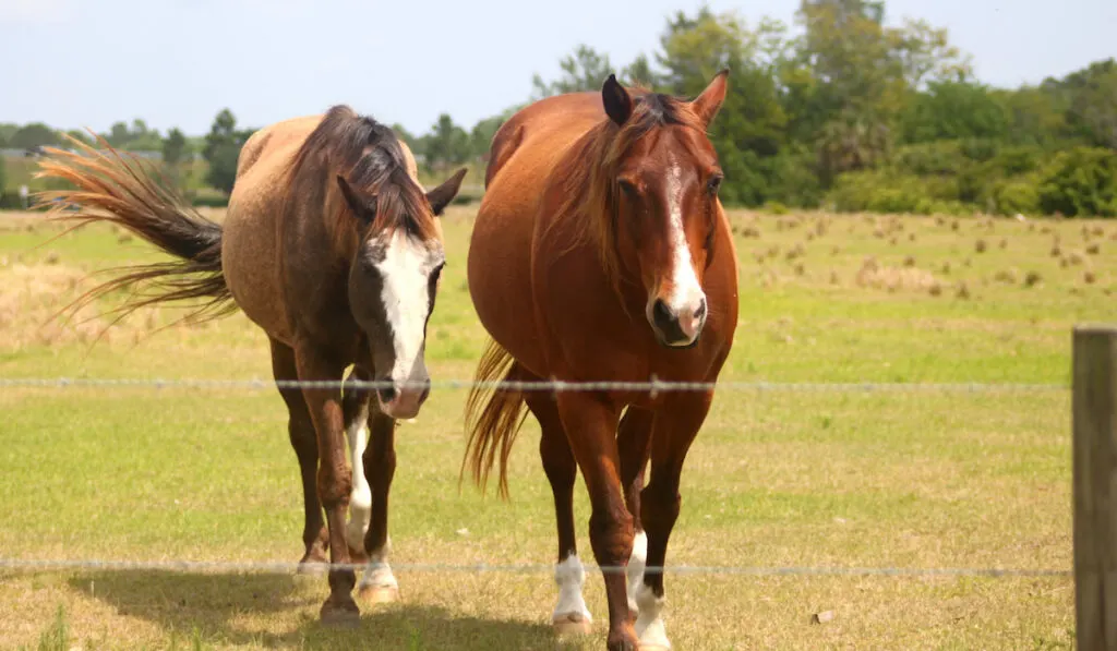 two brown horses on the farm