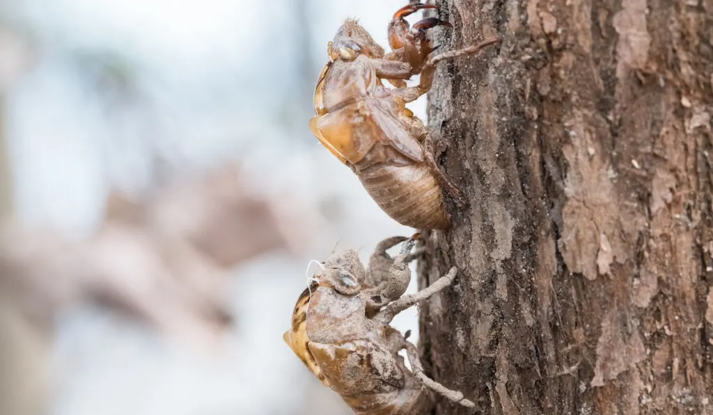 two cicada slough holding in the tree