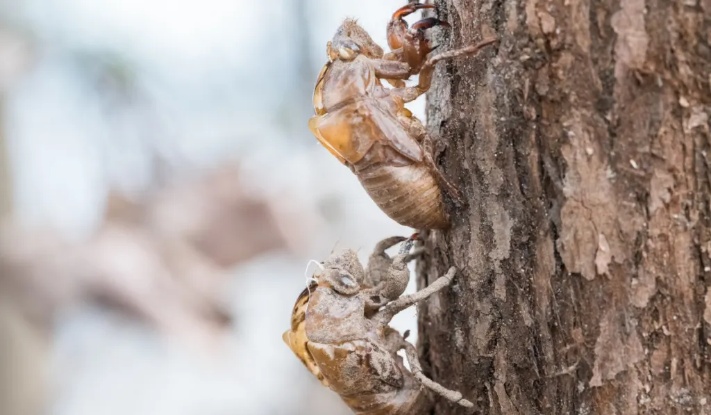 two cicada slough holding in the tree