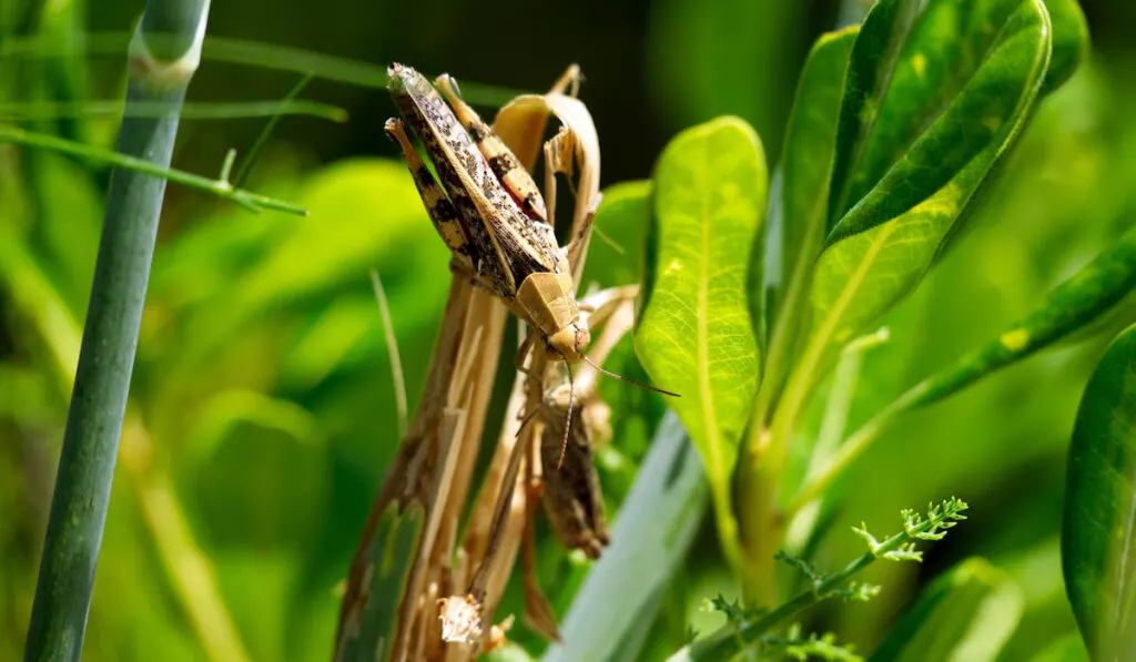 two cicadas in a plant 