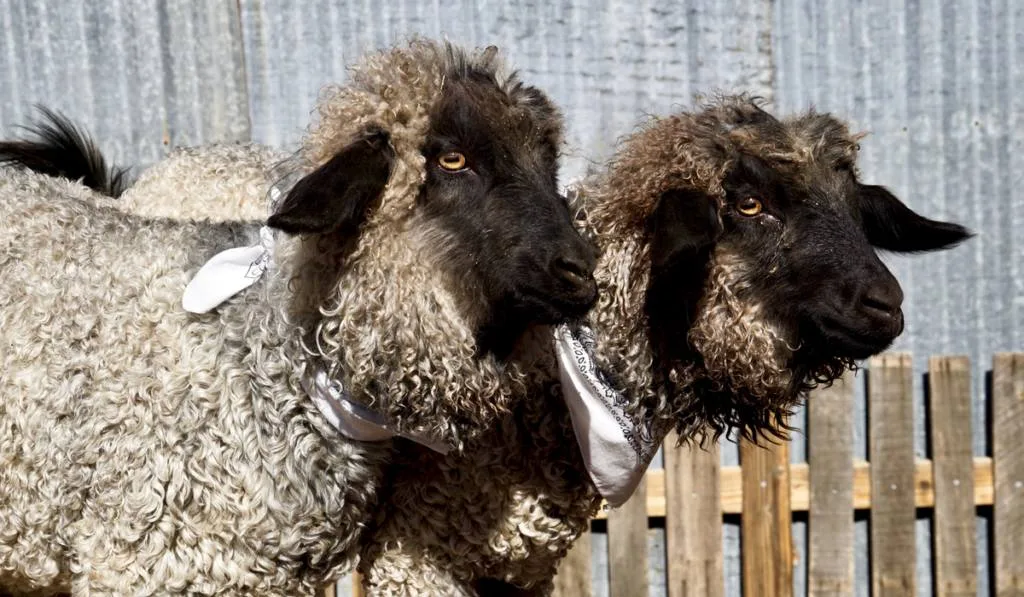 Bulgarian screwhorned longhaired goats from the area of Northwestern   Download Scientific Diagram