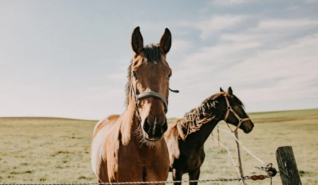 two different color horses in an open field 