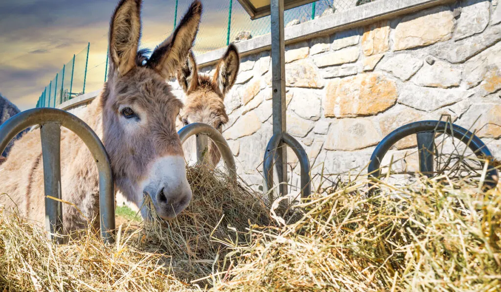 two donkey eating hay