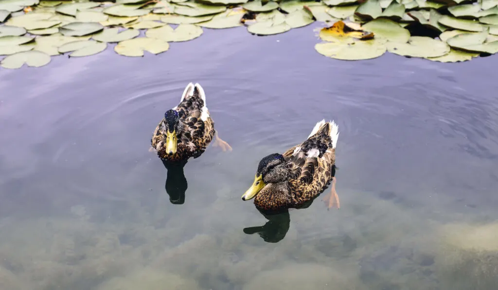 two ducks on the pond 