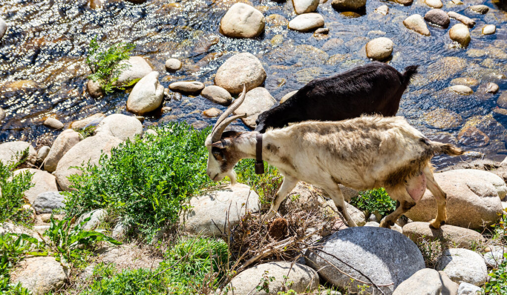 two goats grazing and drinking water from the river bank in Spain 