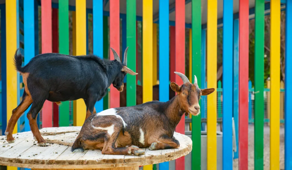 two goats resting on top of the table 