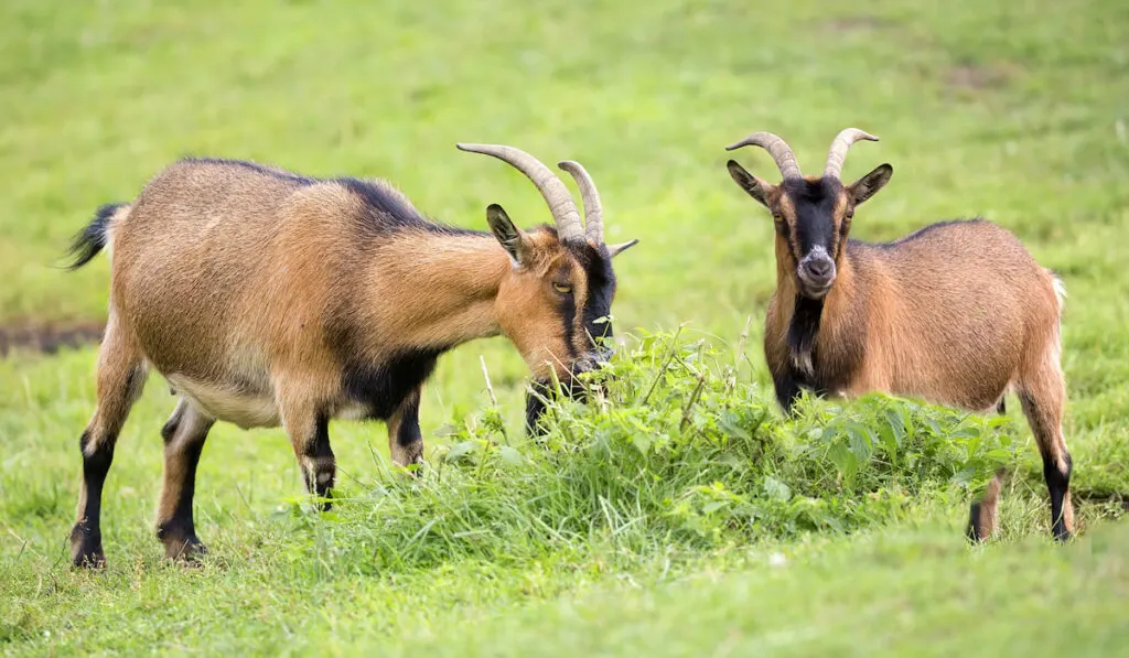 two horned goats eating grass in meadow