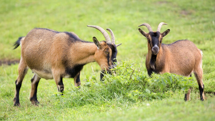 two-horned-goats-eating-grass-in-meadow