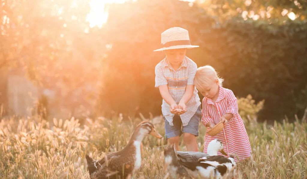 two kisd feeding ducks in meadow sunny light