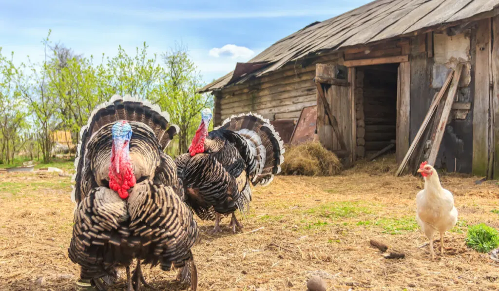 two large turkeys and a hen outside their coop