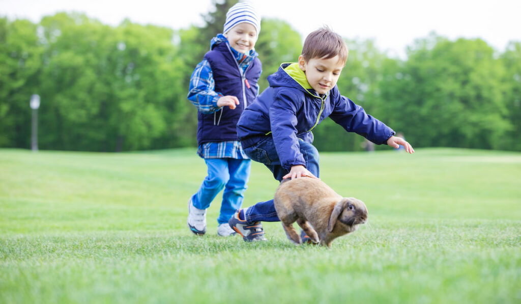 two little boys catching rabbit in the park 