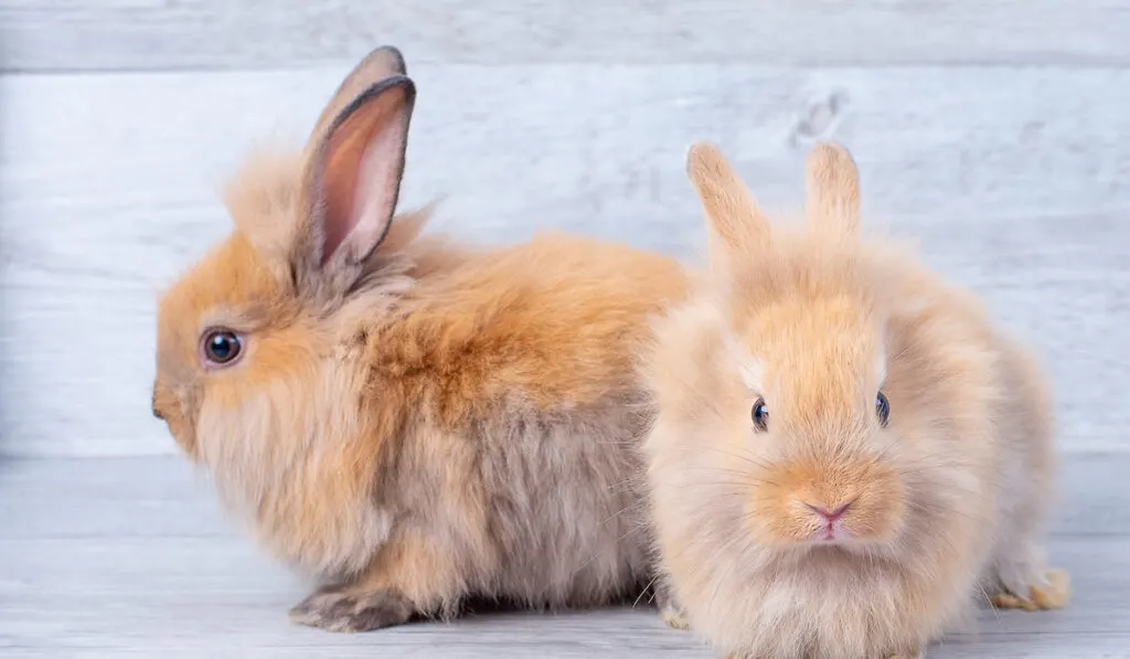 two little lionhead rabbits on gray wooden background 