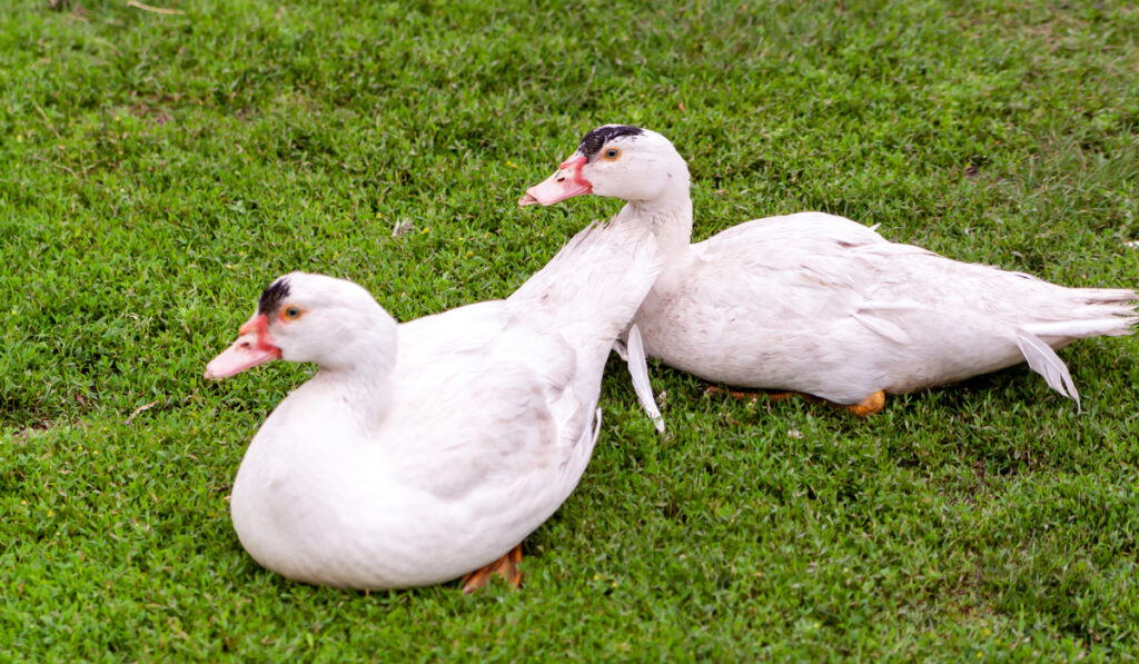 two mulard ducks resting on green grass