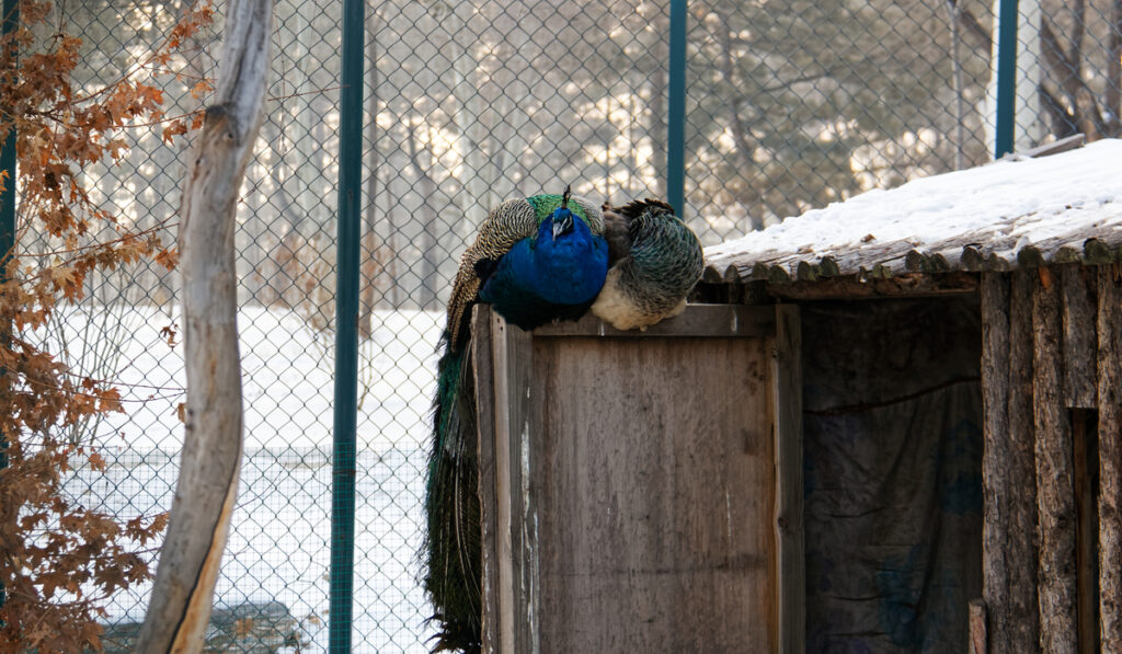 two peacock resting outside their house during winter 