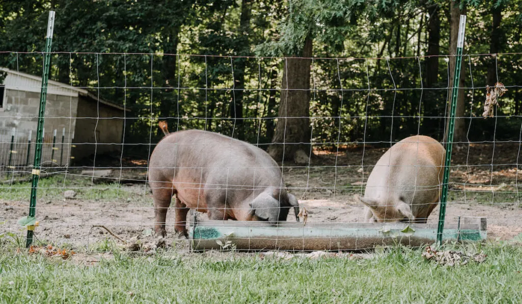 two pigs on the farm eating