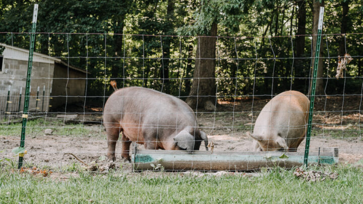 two-pigs-on-the-farm-eating