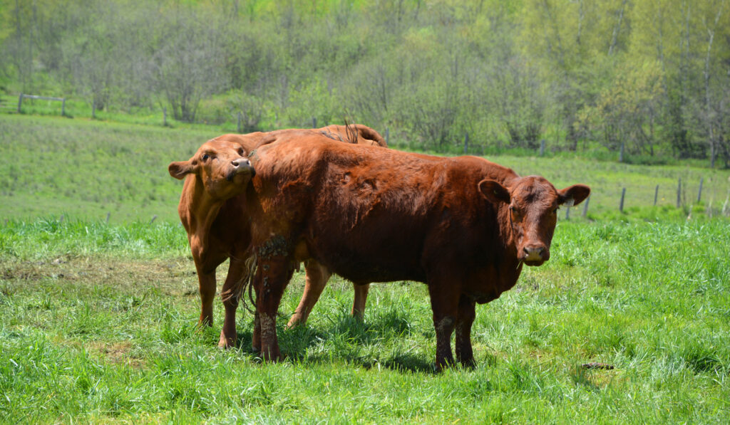 two red devon cattle on meadow 