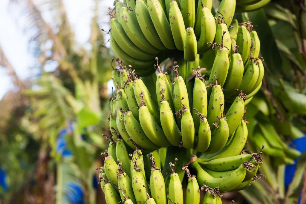 unripe green banana on the banana plantation