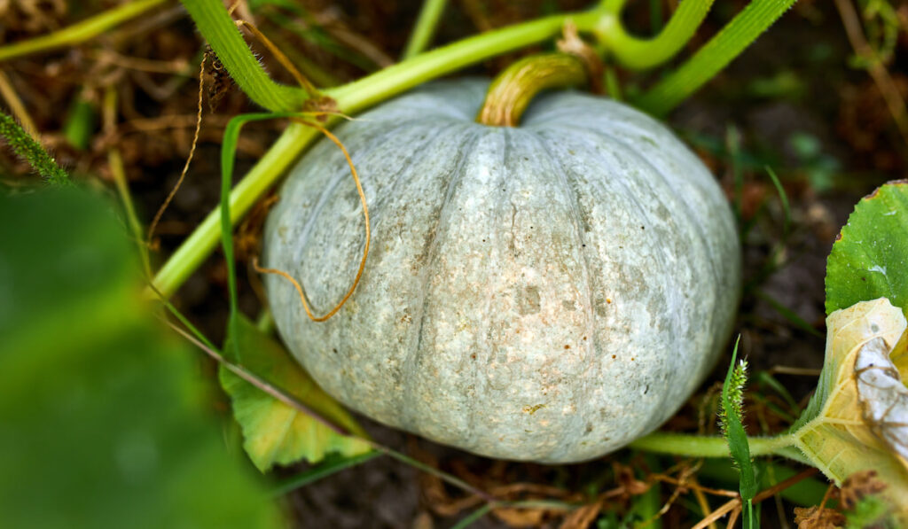 unripe pumpkin attached to the plant on pumpkin field 
