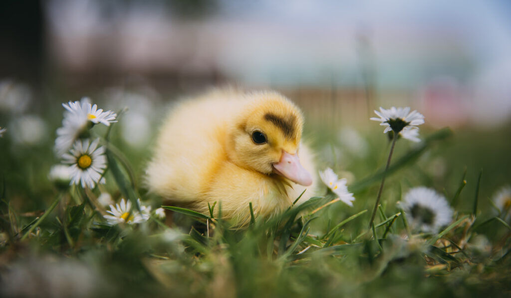 very cute duckling with white flowers and grass 
