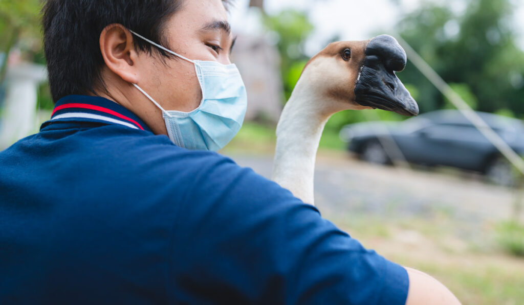 vet wearing mask checking goose