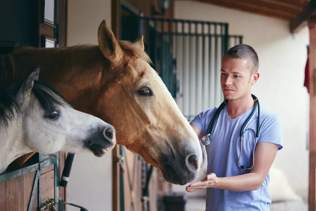 veterinarian during medical care of horses