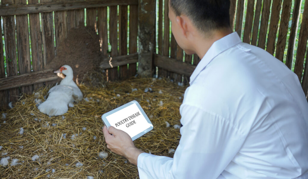 veterinarian with tablet checking duck -