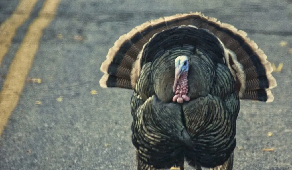 walking turkey on the road