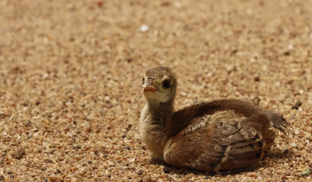 weekold resting baby peacock 