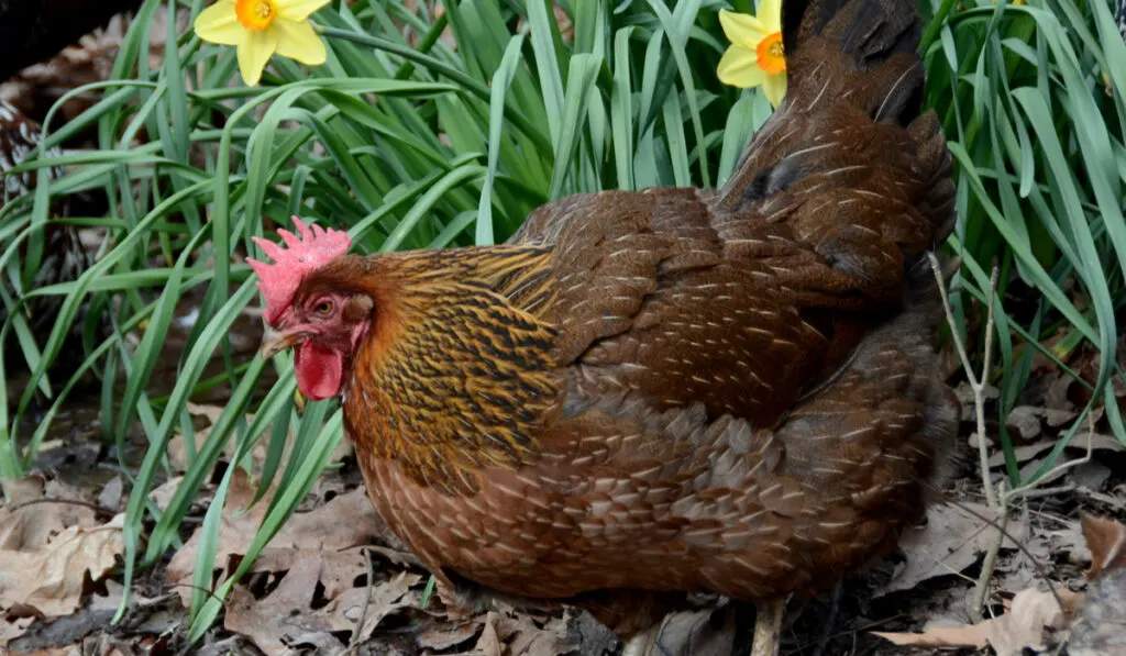 wellsummer hen breed chicken walking over