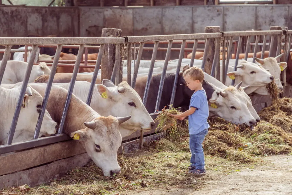 white Marchigiana cow on a cityfarm