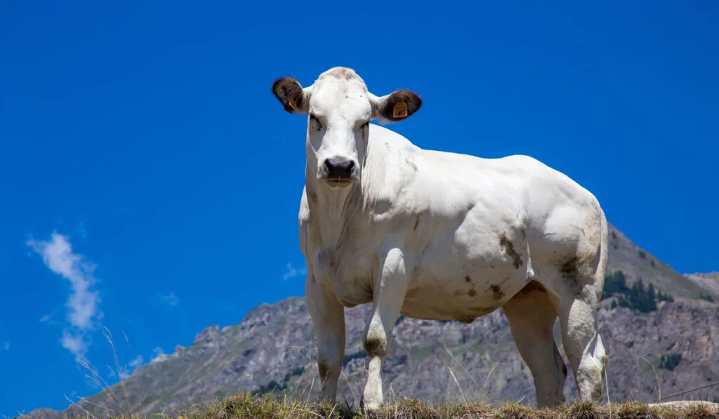white Piedmont Cow on pasture 