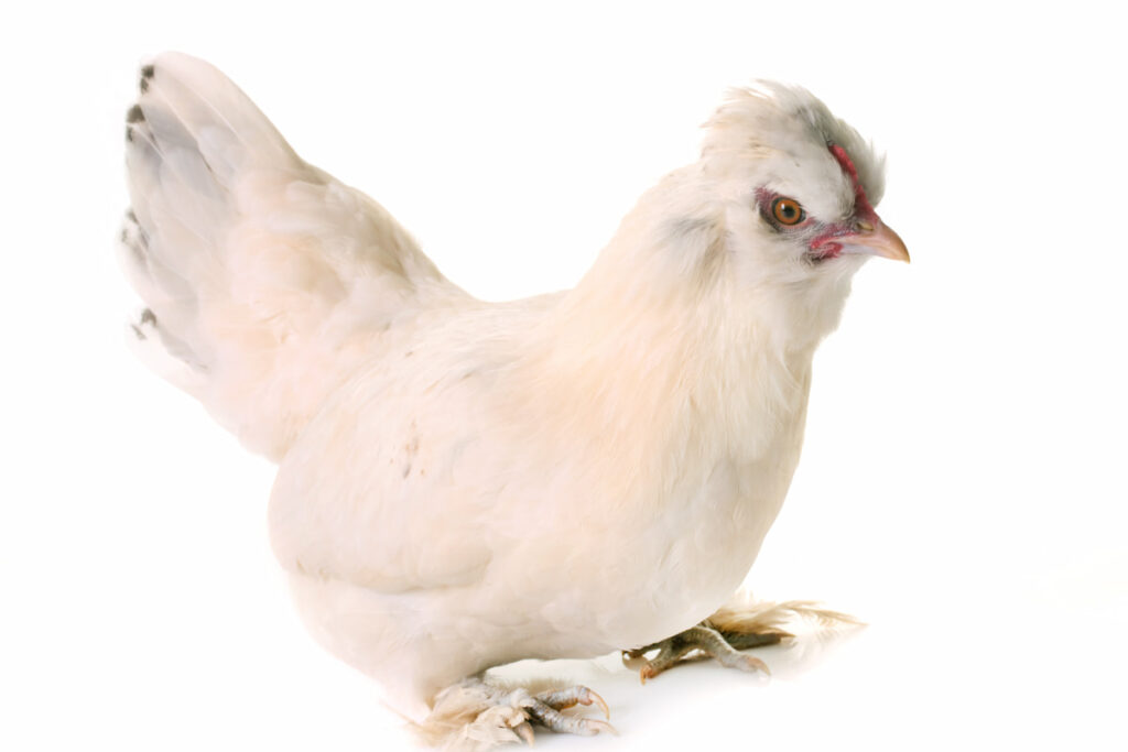 white Sultan chicken on white background