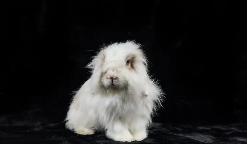 white american fuzzy lop in black background