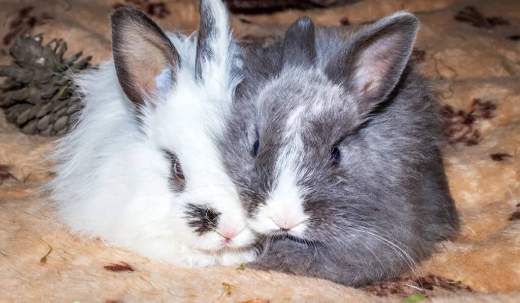 white and gray baby jersey wooly rabbits together 
