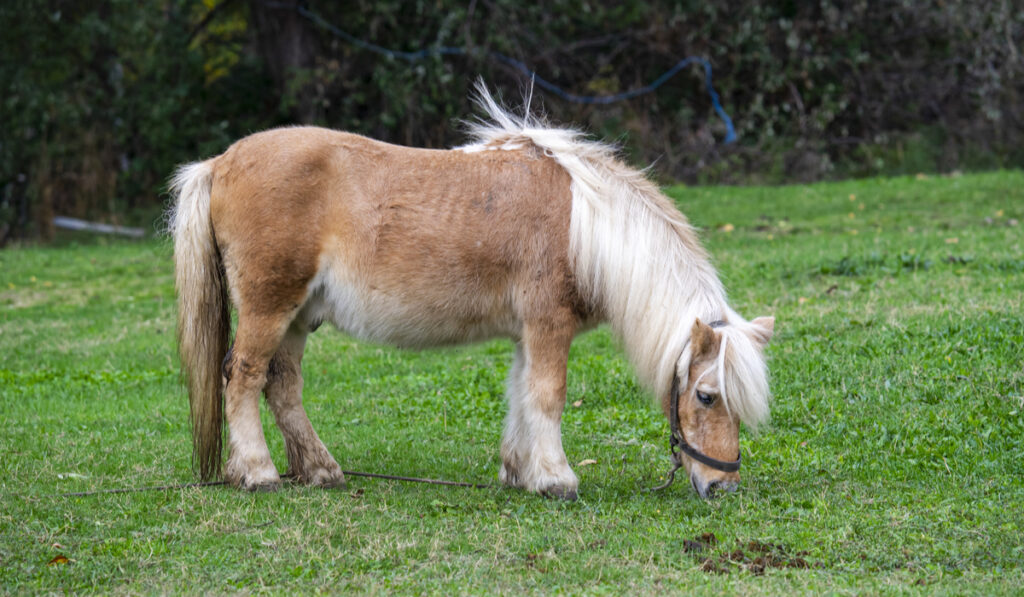 white-brown-Boulonnais-horse-grazing-in-field