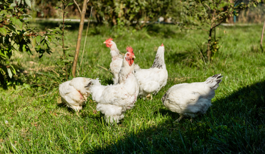 white chickens walking on grassy meadow
