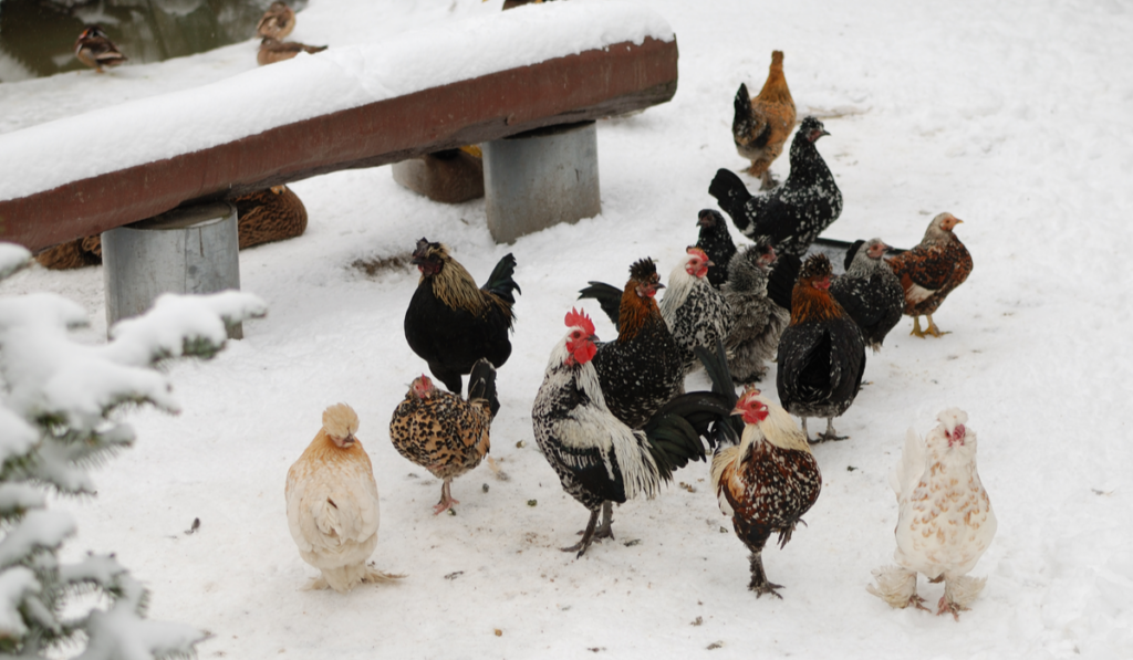 Chicken breeding in natural ecological conditions during winter