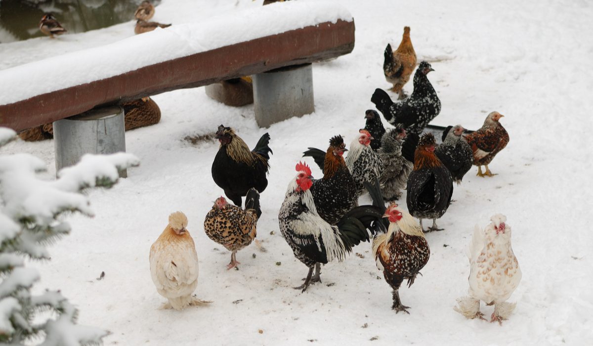 What Temperature Is Too Cold For Chickens? Farmhouse Guide