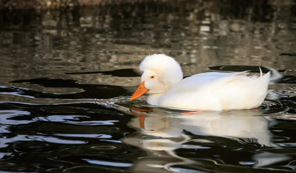 white crested duck on the river