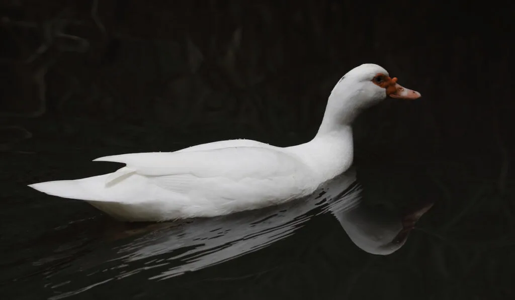 white duck in water