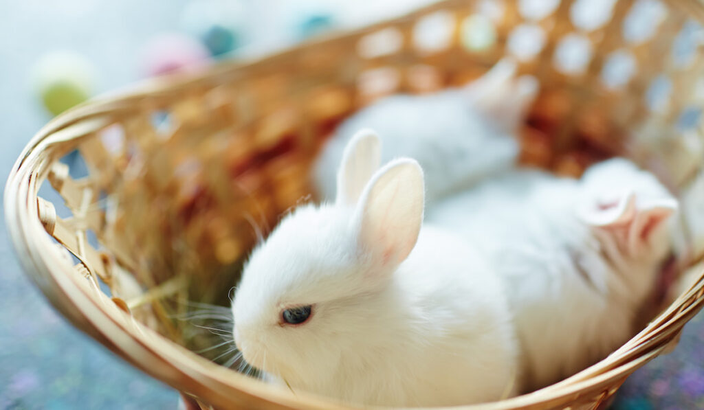 white dwarf hotot rabbit in a basket 