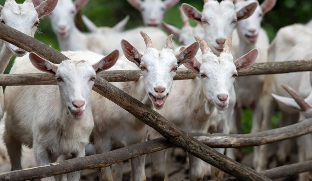 white goats on a farm