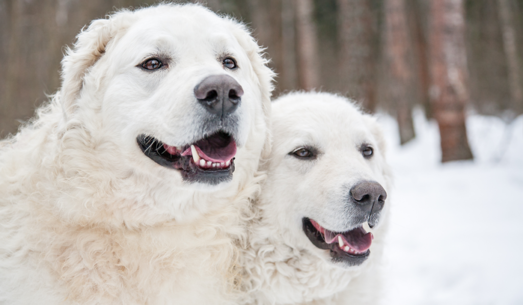 white shepherd dogs on the background of snow