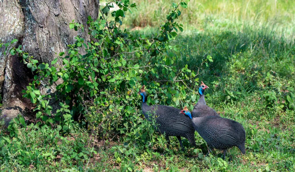 three guinea hens foraging in the woods