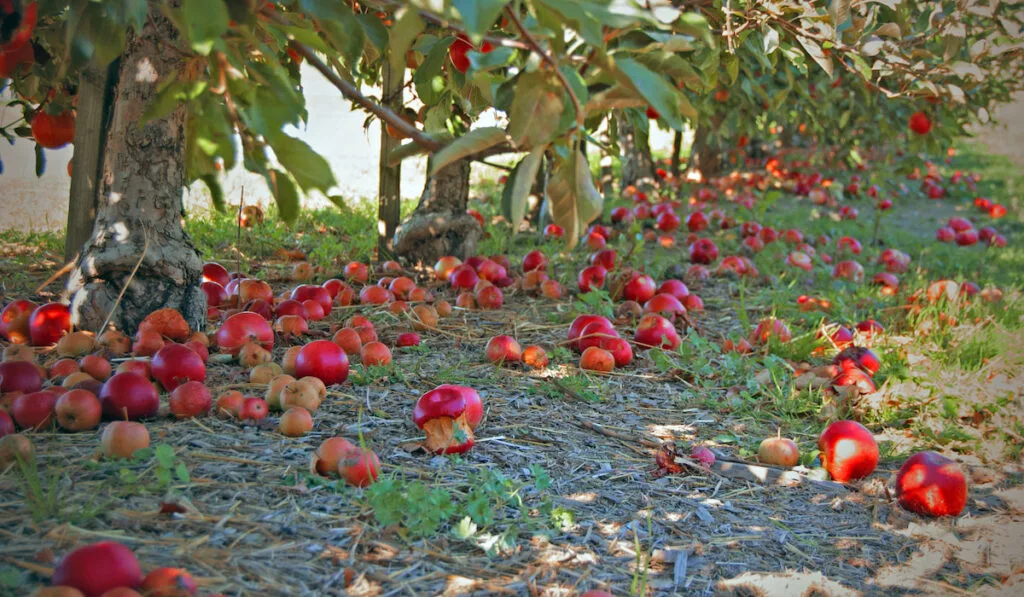 windfall apples apple trees