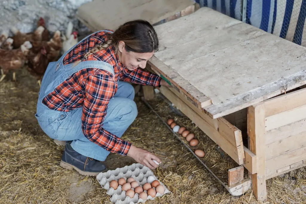 woman collects eggs in the chicken coop