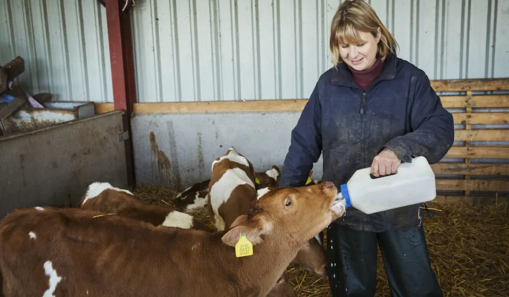 woman feeding brown and white calves milk
